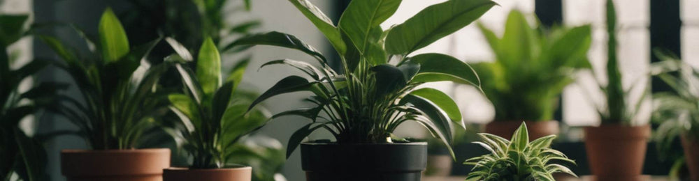 The Best Low-Maintenance Plants for Busy Homeowners - ShoppersLane