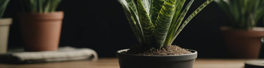 Top 10 Must-Have Indoor Plants for a Healthier Home - ShoppersLane