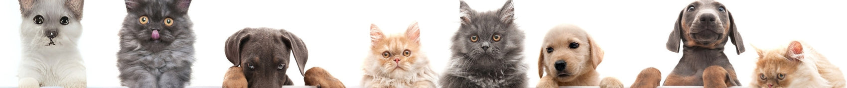 Pet Care Collection
