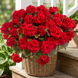 8 Pcs Artificial Red Geranium Silk Flowers for Outdoor Patio Garden & Indoor Home Decor (Red)