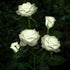Solar Rose Flower Lights for Outdoor Garden Decor, White