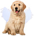 Dog costume S – Realistic wings, festive accessory