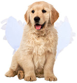 Dog costume L – Realistic wings, festive accessory