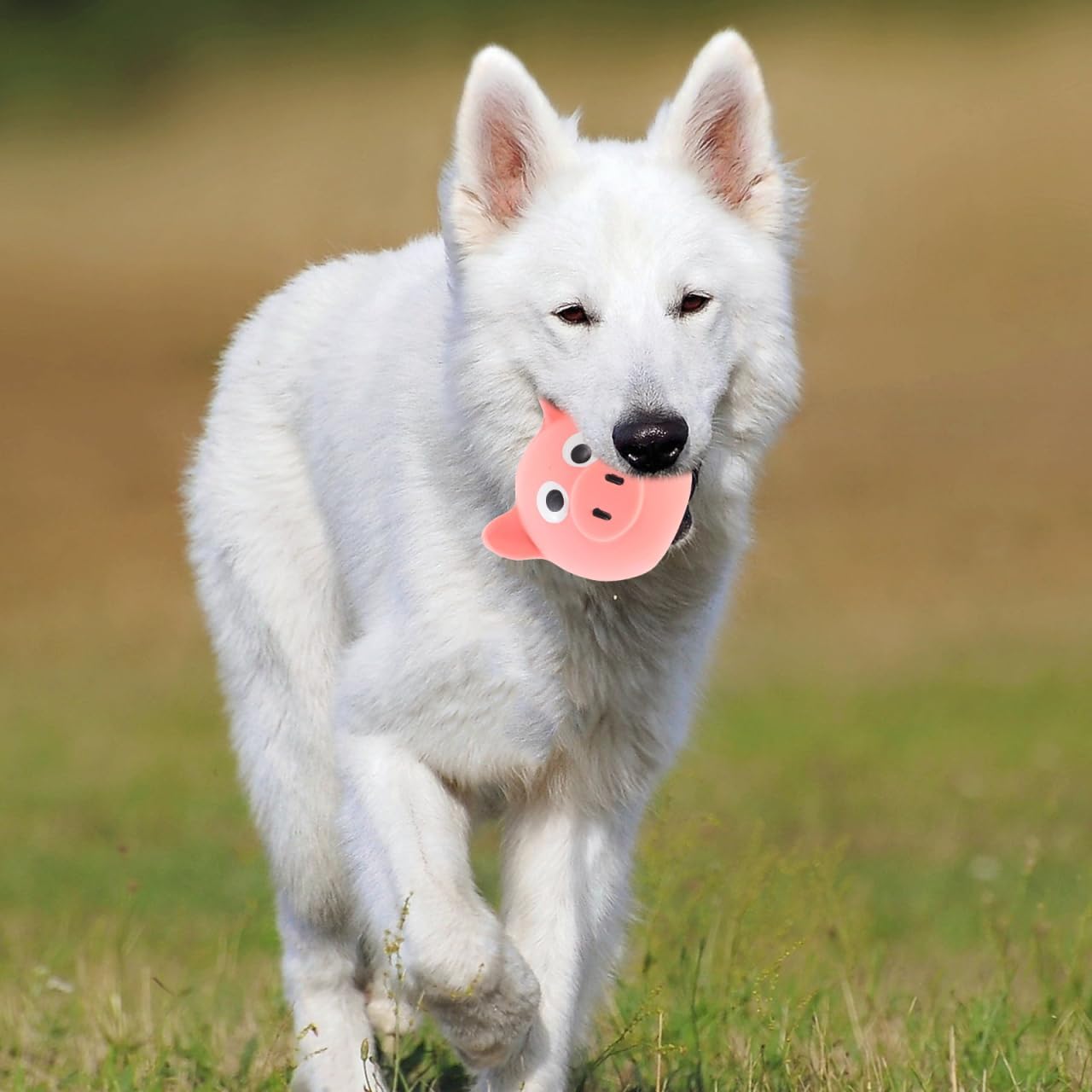 Interactive Dog Toy - Squeaky Pig Chew Toy - Beneficial for dogs and puppies - Makes playtime more fun for pets - Makes a purring sound