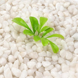 White polished pebbles, 0.12-0.24 inches, 0.77lb bag