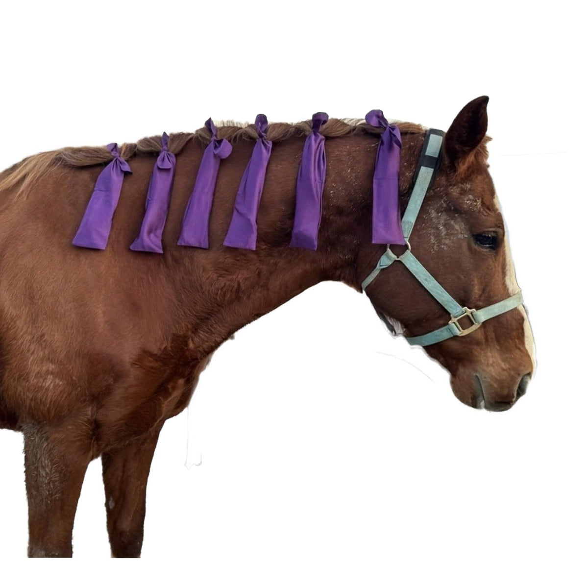 Protect Horse's Mane from Wind, Sun & Mud - Prevents Tangles, Rubbing Out and Breakage - Made with Nylon - Easy to Use and Washable - Set of 8  Purple;