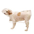 Pet Raincoat,Small Dog Waterproof Puppy Raincoat Coat Transparent Pet Dog Rainwear Clothes for Small Dogs Cats (S,White)