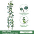 Eucalyptus Aquatic Vine - 60 Heads 2 Forks - P