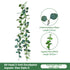 Eucalyptus Aquatic Vine - 60 Heads 2 Forks - O