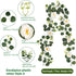 Eucalyptus Rattan - 36 Heads-A