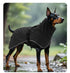 Dog Winter Fleece-Deep Black M
