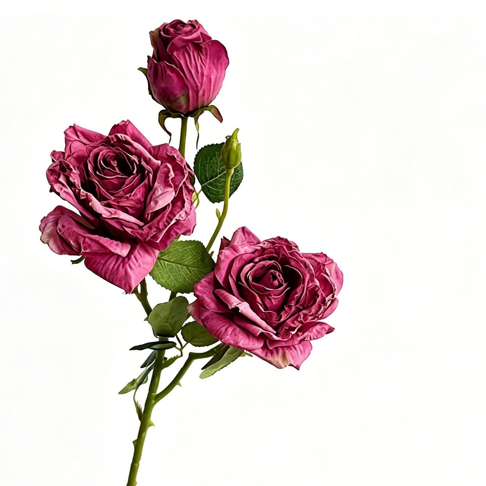 Vintage Burnt Edge Artificial Rose, Fuchsia Romantic Decor, 5 Pack