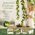 Style B Fresh Scent Lemon Vine Backyard Landscape 2 Pack