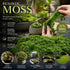 Dark Green String Moss Indoor Plant Decor Set of 3 Bags 100g