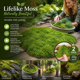 Light Green Bulk Preserved Moss Terrarium Landscape Kit Set of 2 Bags 200g