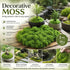 Light Green Preserved Thread Moss Micro Landscape Supply 5 Pack 50g