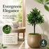 Faux Datura Plant With Ground Spike Patio Garden Decoration 4 Stems