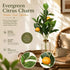 Style A Artificial Lemon Vine Foam Lemon Home Garden Display