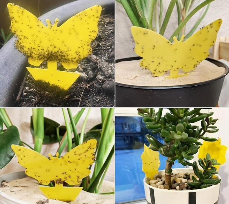 20 Pack Fly Trap, Cute and Effective Escape Flycatchers