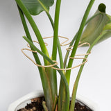 Gold Indoor Plant Stand for Climbing Plants - Plant Support Holder