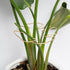 Gold Indoor Plant Stand for Climbing Plants - Plant Support Holder