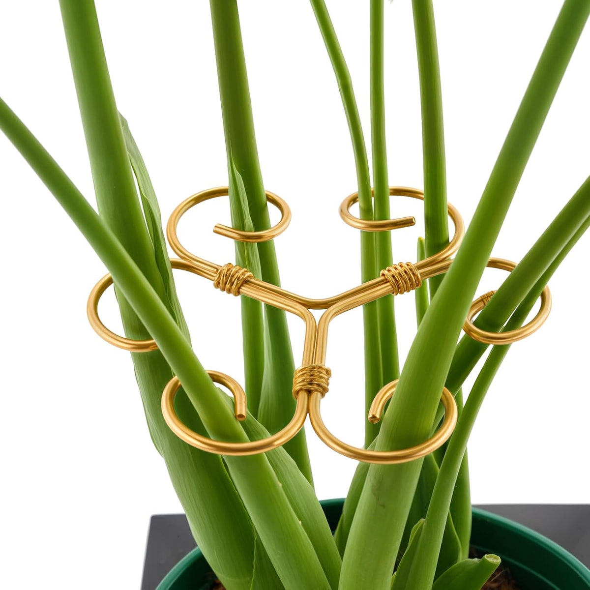 10.5cm x 10.5cm Gold Plant Stem Supports 4 Pack - Indoor Plant Stakes for Tall Plants, Monstera - Plant Anchoring Hooks for Indoor Gardens