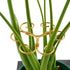 10.5cm x 10.5cm Gold Plant Stem Supports 4 Pack - Indoor Plant Stakes for Tall Plants, Monstera - Plant Anchoring Hooks for Indoor Gardens