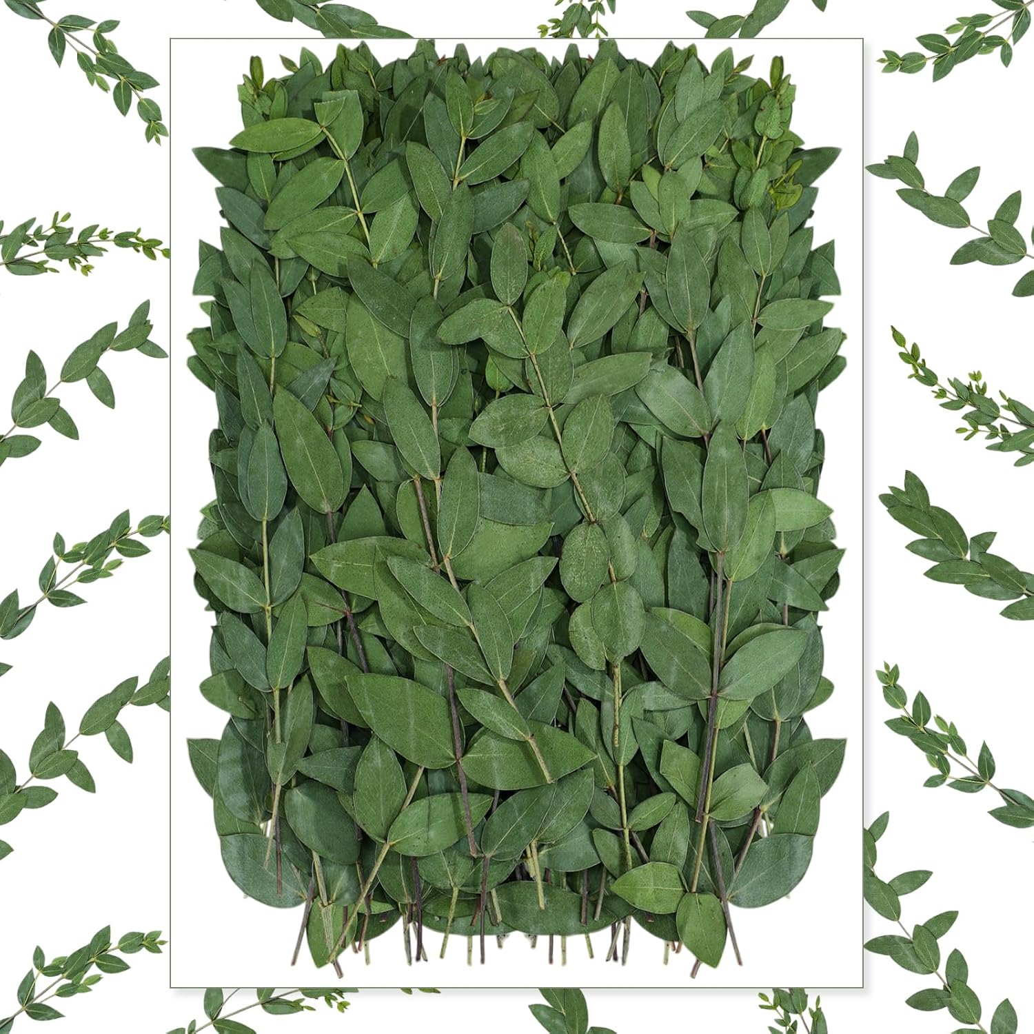 50 Pcs Pressed Dried Eucalyptus Leaves 6 Inch 100% Natural Preserved Real Stems Greenery for DIY Crafts Resin Art Invitations Scrapbook Card Gift Decoration (Green) Green -
