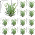 12 Pcs Acrylic Air Plants Holder Hanger with Mounting Tape or Hanging Air Plants on Glass Display Home Decoration