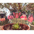 Halloween Pumpkin Skull Succulent Flower Pot Insert – Plant Pot Decoration, Resin Ornament