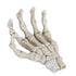 Halloween Skeleton Hands High Hardness Corrosion Resistance Light Weight Hand Bone Ornaments for Teaching Tool Bracket