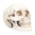 Animal Skull Model Skull Decoration Ornament Resin Craftwork Halloween Props for Home Party Decor