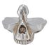 Skull Glasses Stand Decorative Synthetic Resin Statue Eyeglasses Display Holder for Home Office