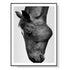 Wall Art 60cmx90cm Modern Black Horse Black Frame Canvas