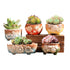 Set of 5 Succulent Plant Pots Flower Patterned with Drainage Holes