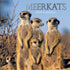 Meerkats - 2024 Square Wall Calendar Pets Animals 16 Months Premium Planner Gift
