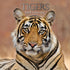 Tigers - 2024 Square Wall Calendar Pets Animals 16 Months New Year Gift Planner