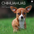 Chihuahuas 2025 Square Wall Calendar Dogs Pets Animals 16 Months Premium Planner