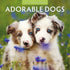 Adorable Dogs - 2025 Square Wall Calendar Animals 16 Months Premium Planner Gift