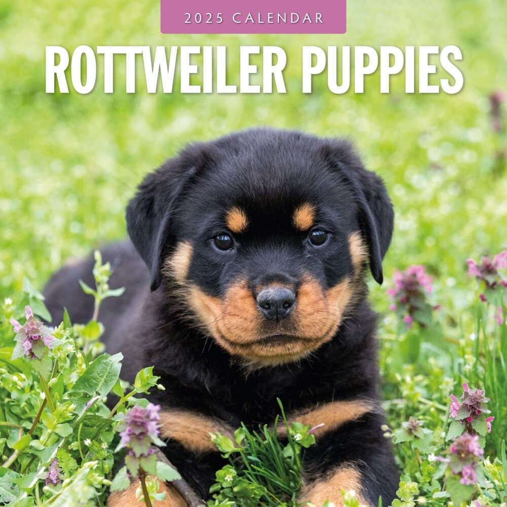 Rottweiler Puppies - 2025 Square Wall Calendar Animals 16 Months Premium Planner