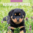 Rottweiler Puppies - 2025 Square Wall Calendar Animals 16 Months Premium Planner
