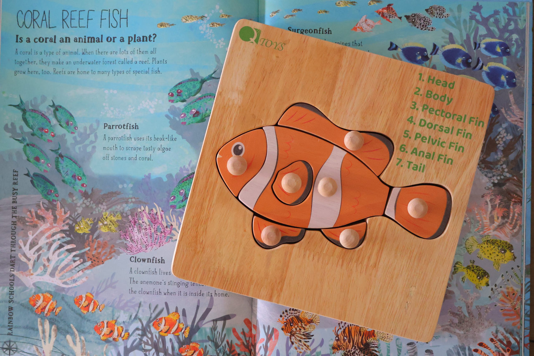 Montessori Fish Knob Puzzle