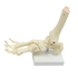 Life Size Foot Joint Anatomical Model Skeleton