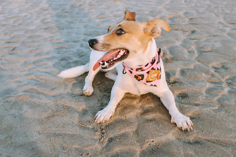 Designer Dog Bandana's 