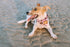 Designer Dog Bandana&