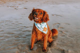 Designer Dog Bandana's 