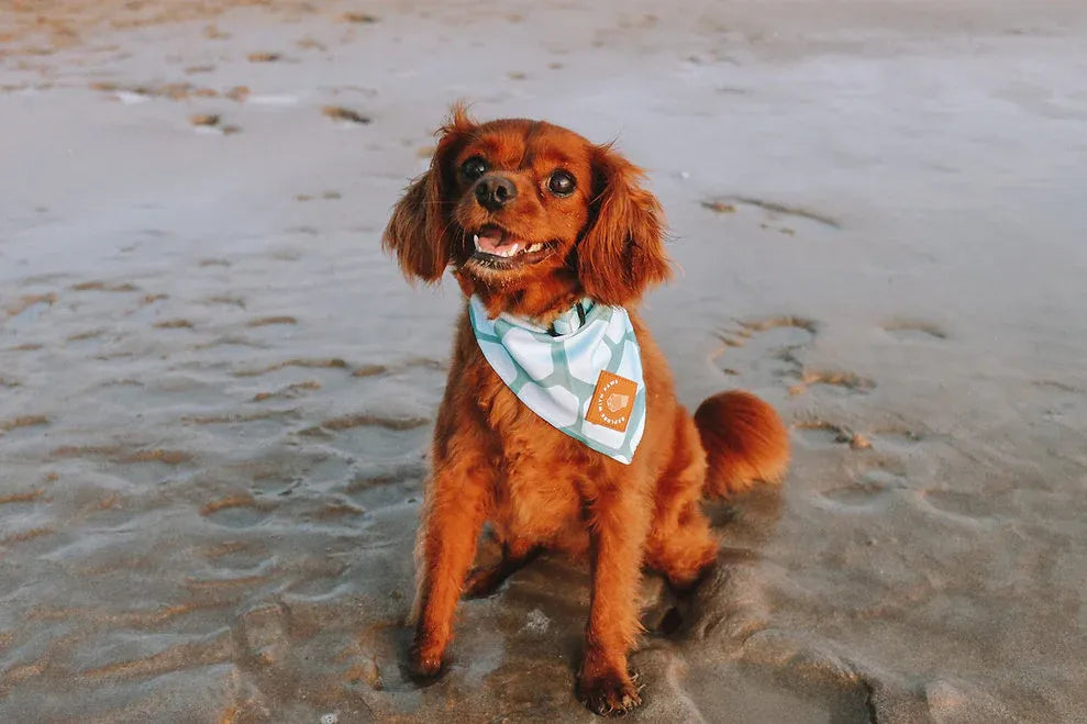 Designer Dog Bandana's 