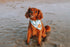 Designer Dog Bandana&