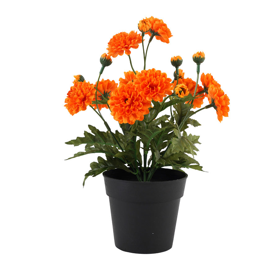 Home & Garden - Collection