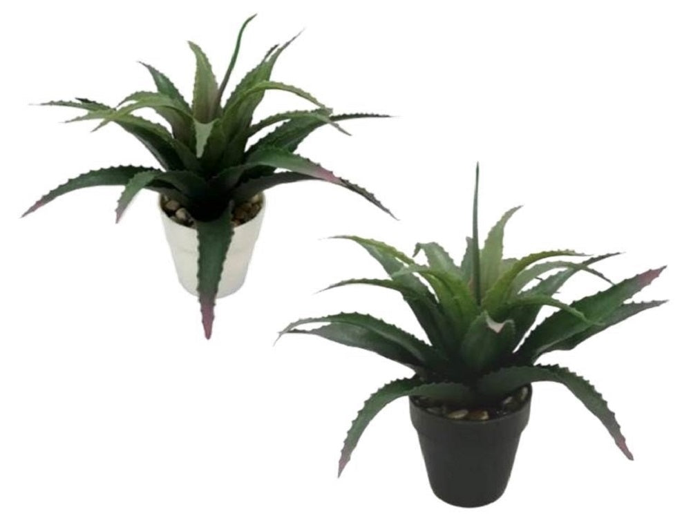 Set 2 Aloe Vera Plant In Plastic Pot 7x25cm